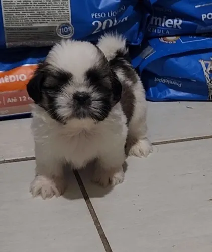 lindos machinos de shih tzu com documentaçao