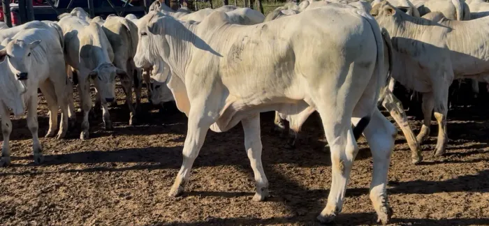 Vendo garrotinhos e bezerros