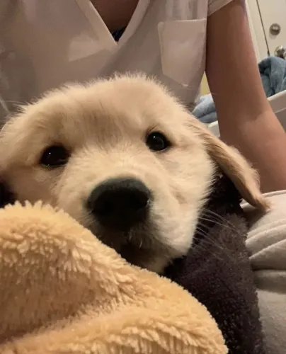 Golden Retriever 
