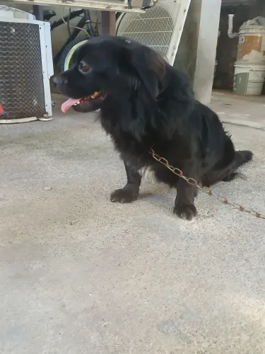 Cachorro 
