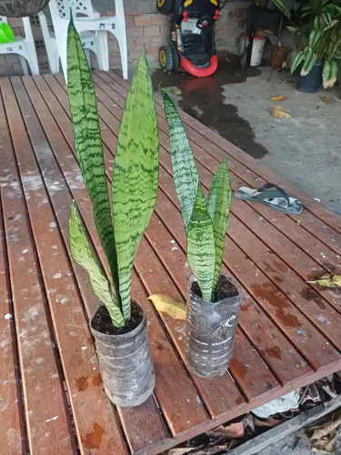 Mudas de plantas espada-de-são-jorge