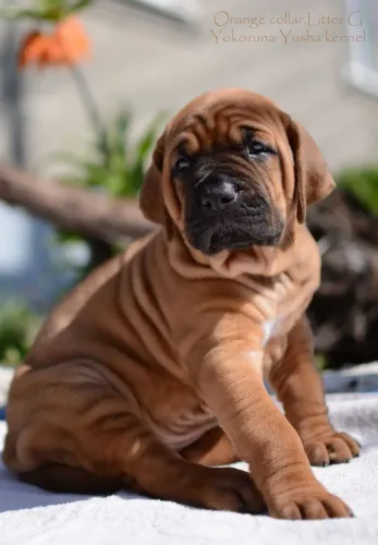 Fila Brasileiro Filhotes 