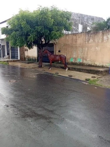 Cavalo mestiço Paint horse
