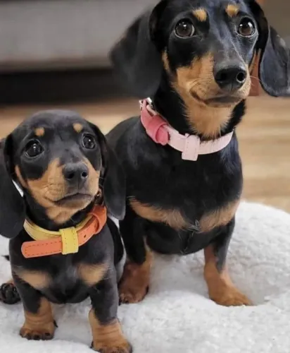 Filhotinhos dachshund/teckel/basset/salsicha/cofap dócil e saudável