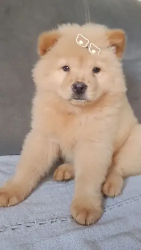 Chow Chow fêmea