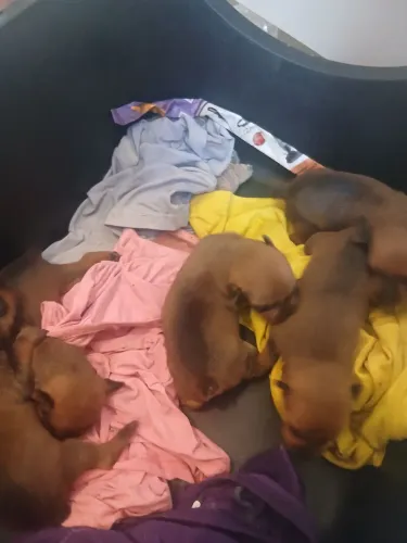 VENDE-SE CACHORRA RAÇA PINCHE
