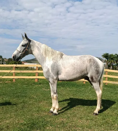 Cavalo marcha picada