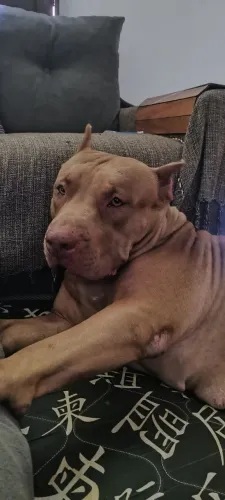 Procuro pitmonster macho para cruzar