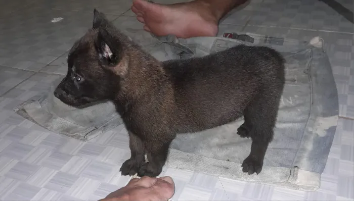 Filhote de cachorro