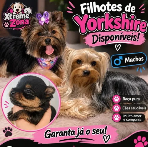 Yorkshire machos