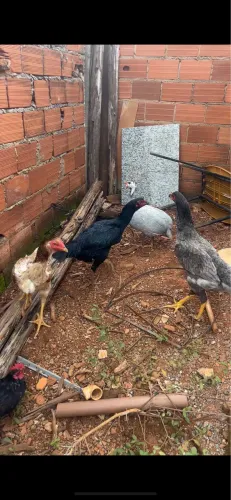 Galinha caipira 