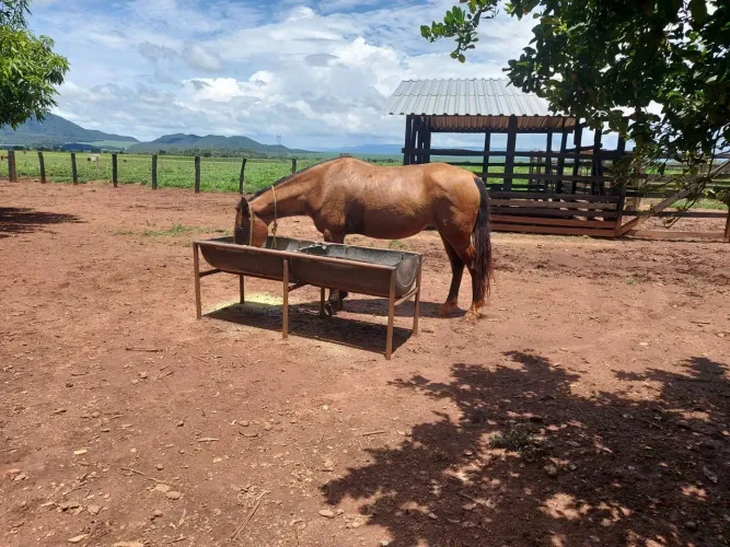Égua Castanha