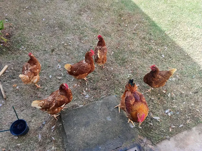 Vendo galinhas Isa brown produção de ovos