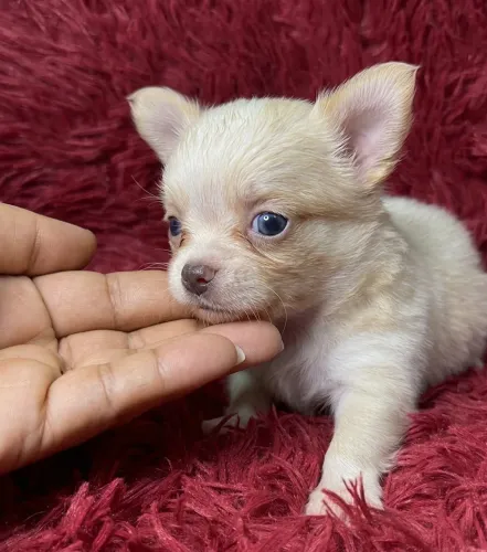 VENDA CHIHUAHUA MACHO PELO LONGO