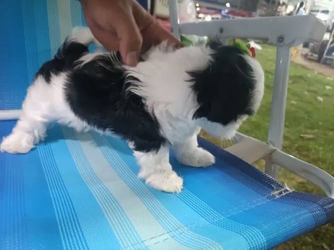 Shitzu fêmea mini