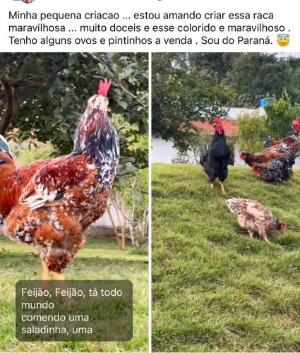 Ovos marreco pompom
