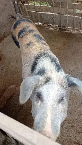 CEVADA PARA PORCOS AVES