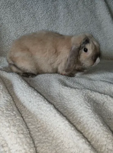 Coelha mini lop uruguaio 