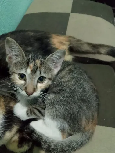 Doação de gatos