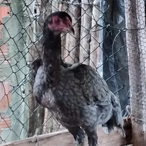 Agro