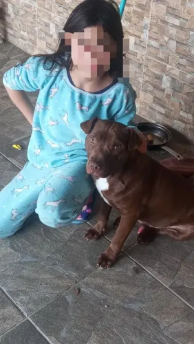 Doação Pitbull (macho)