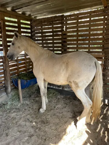 Cavalo a venda