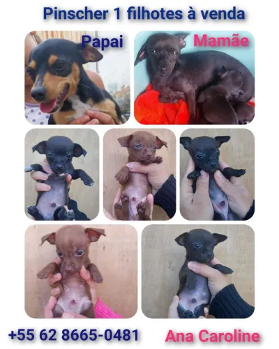 Pinscher