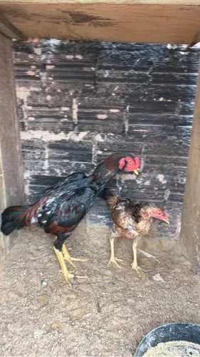 Galo indiano