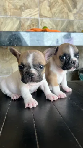 Vendo filhotes buldogue francês