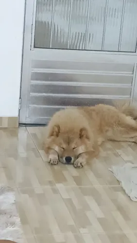 Chow Chow