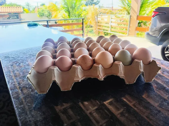 Ovos Galinha sertaneja Balão GSB
