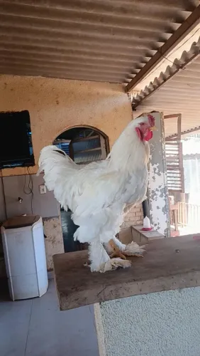Galo e galinha brahma 