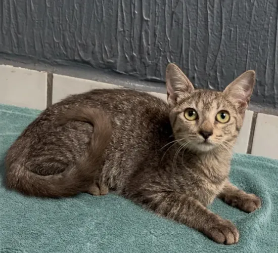 Gatinha Tabby cinza SUPER TRANQUILA disponível para adoção responsável