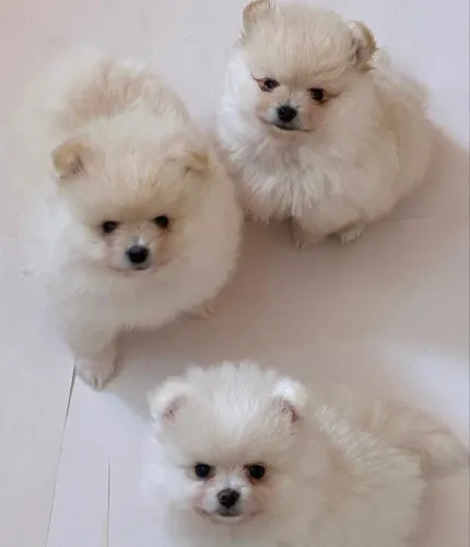 Lulu da pomerania branco neve parcelamos até 21 v sem juros