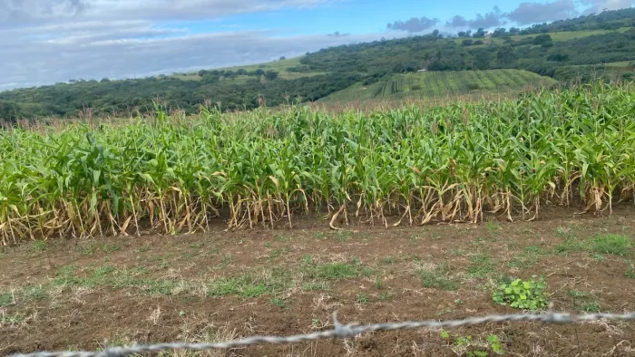 Terreno à venda - Japoatã/SE