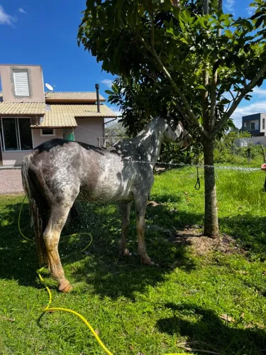 Cavalo oveiro crioulo
