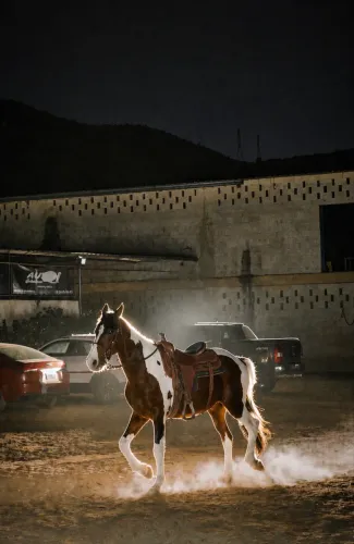 Cavalo Mangalarga Marchador Pampa