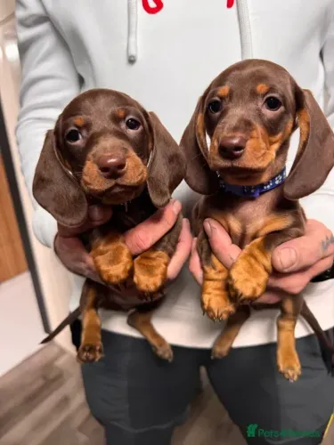 Salsichinha Macho e Fêmea Baby Teckel/Dachshund/Salsicha/Salsichinha/Basset/Cofap