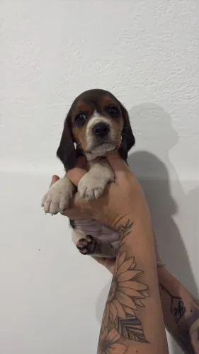 Beagle vai transbordar o seu lar de amor