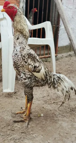 Shamo puro pedrês , procedência criatório D'Meira Paraná