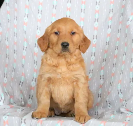 Filhotes de Golden Retriever macho e fêmea disponíveis