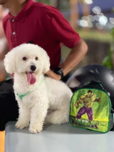 Vende se POODLE N1