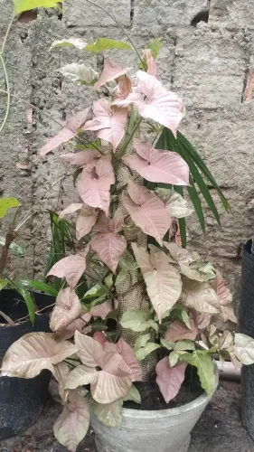 Venda de plantas ornamental