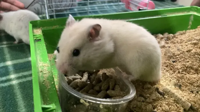 Lindos Hamsters Sírios, Fofinhos e amaveis!