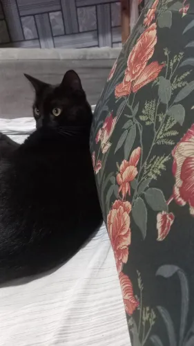 Doa gato