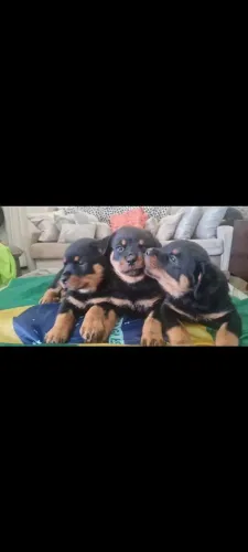 Vendo lindos cachorros Rottweiler