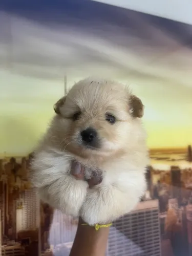 Spitz alemão fêmea laranja