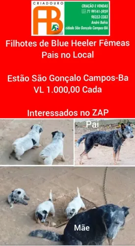 Filhotes de Blue Heeler Fêmeas 
