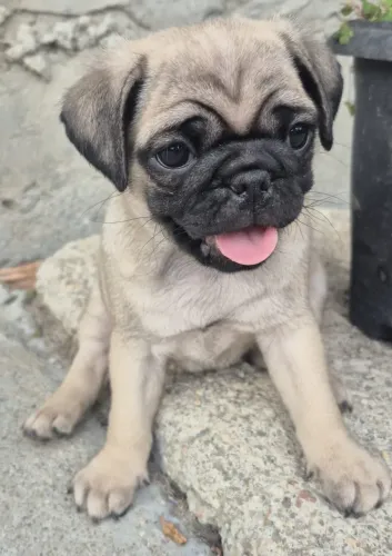 PUG ABRICOT