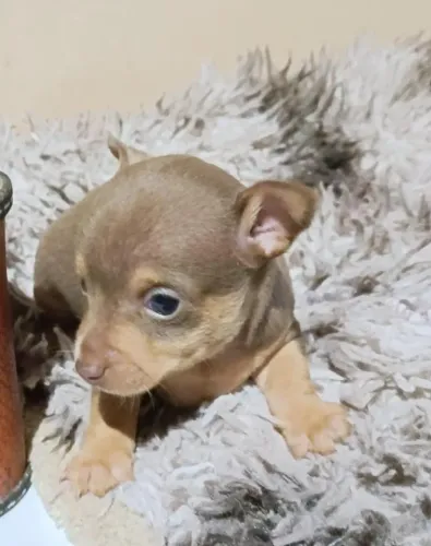 Pinscher N? Zero e Um ( MACHOS E FÊMEAS)